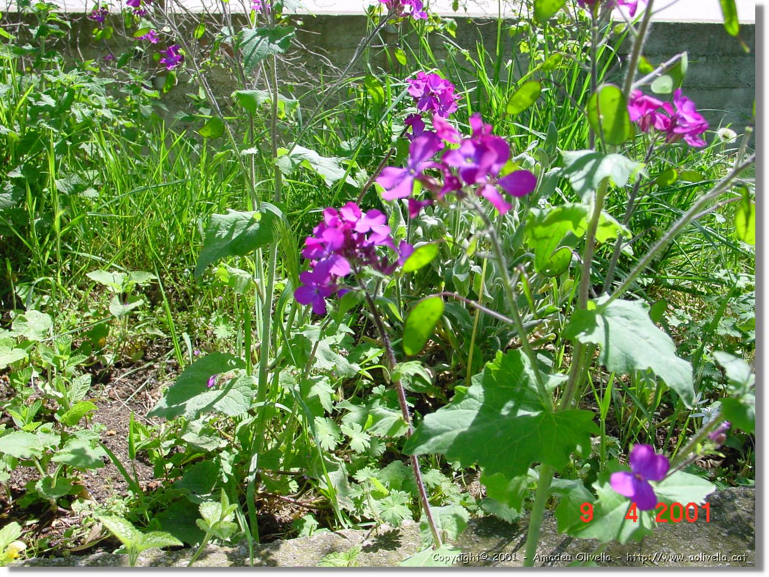Flors_147.jpg