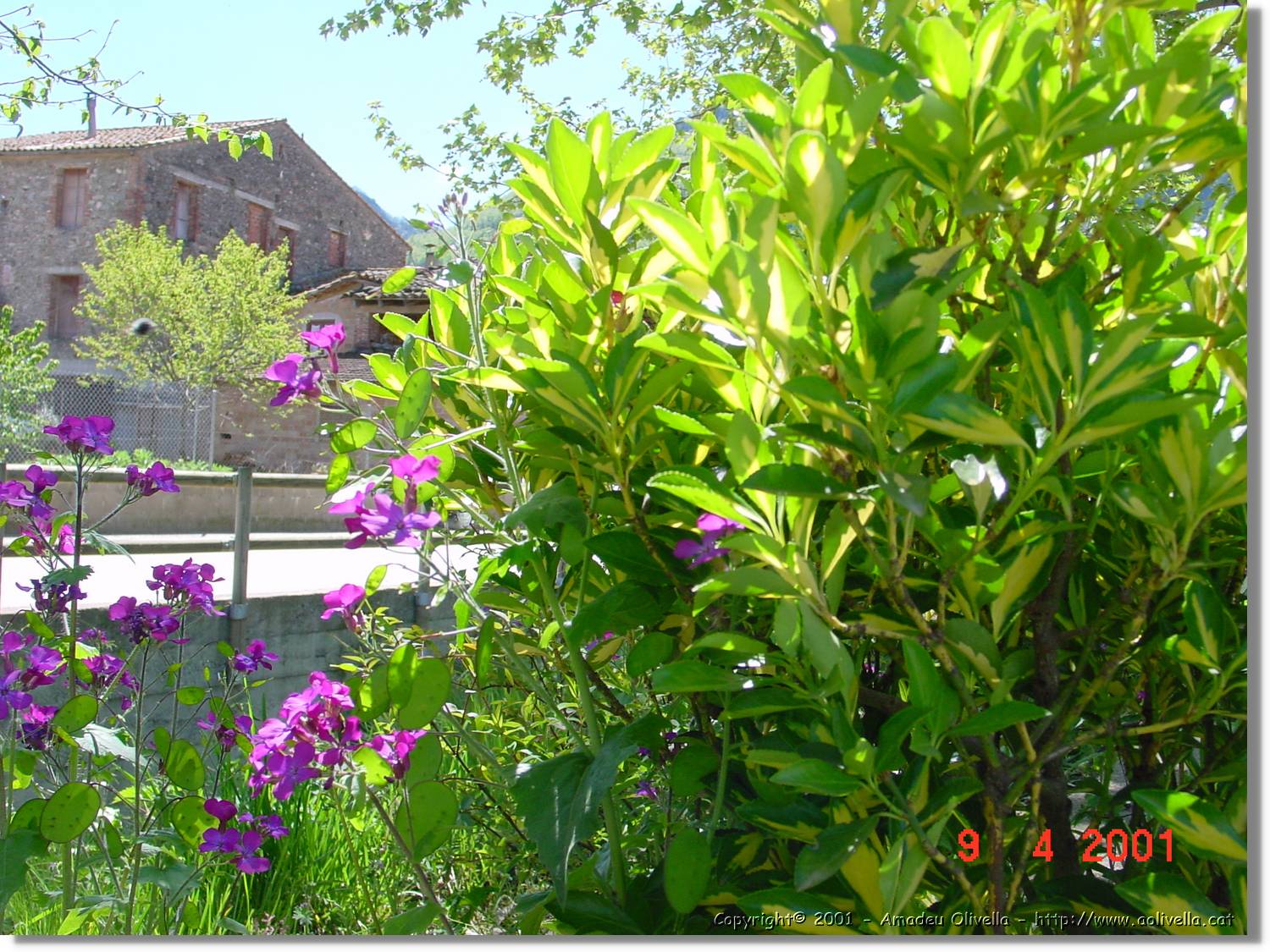 Flors_148.jpg
