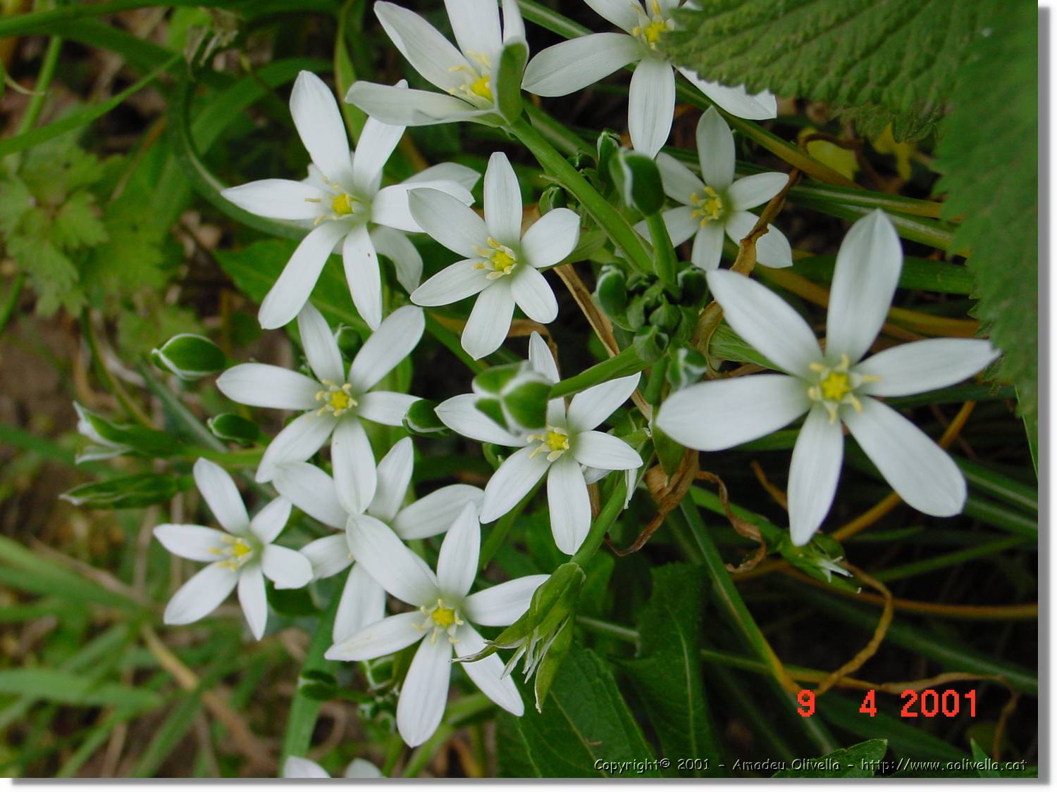 Flors_151.jpg