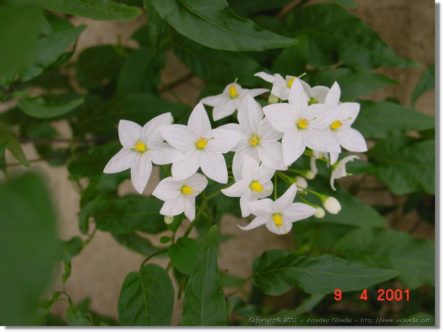 Flors_152.jpg