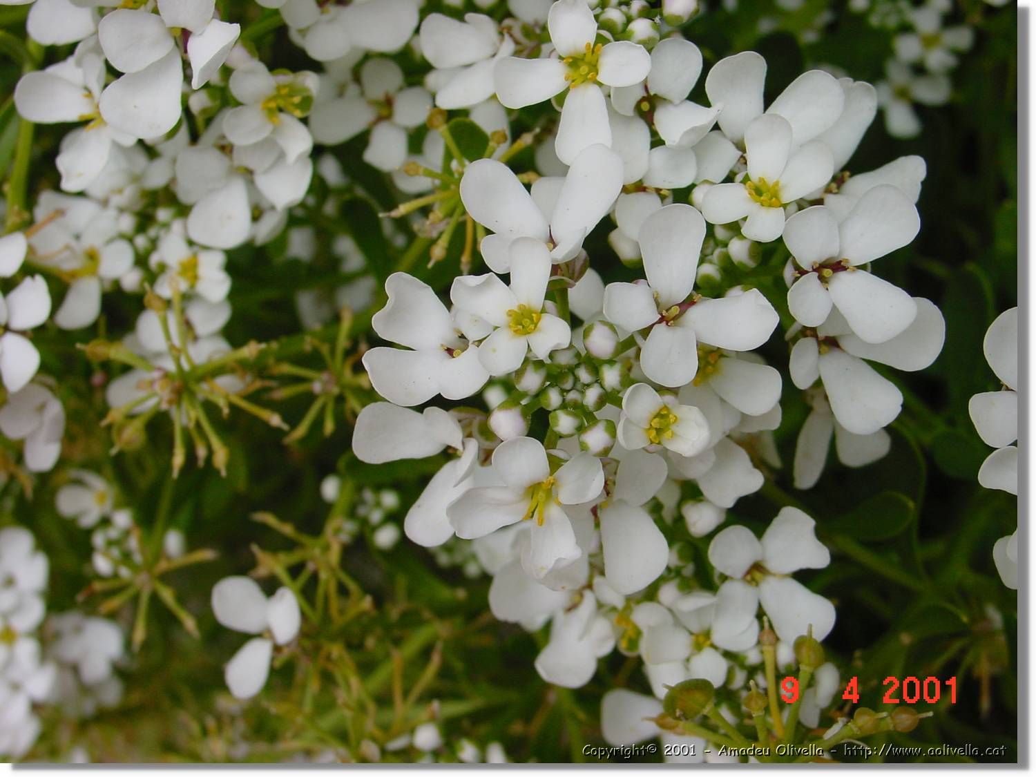 Flors_154.jpg