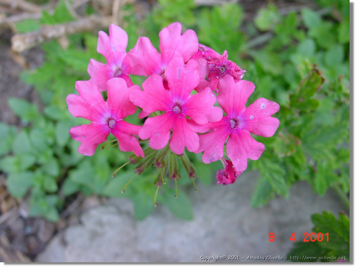 Flors_155.jpg
