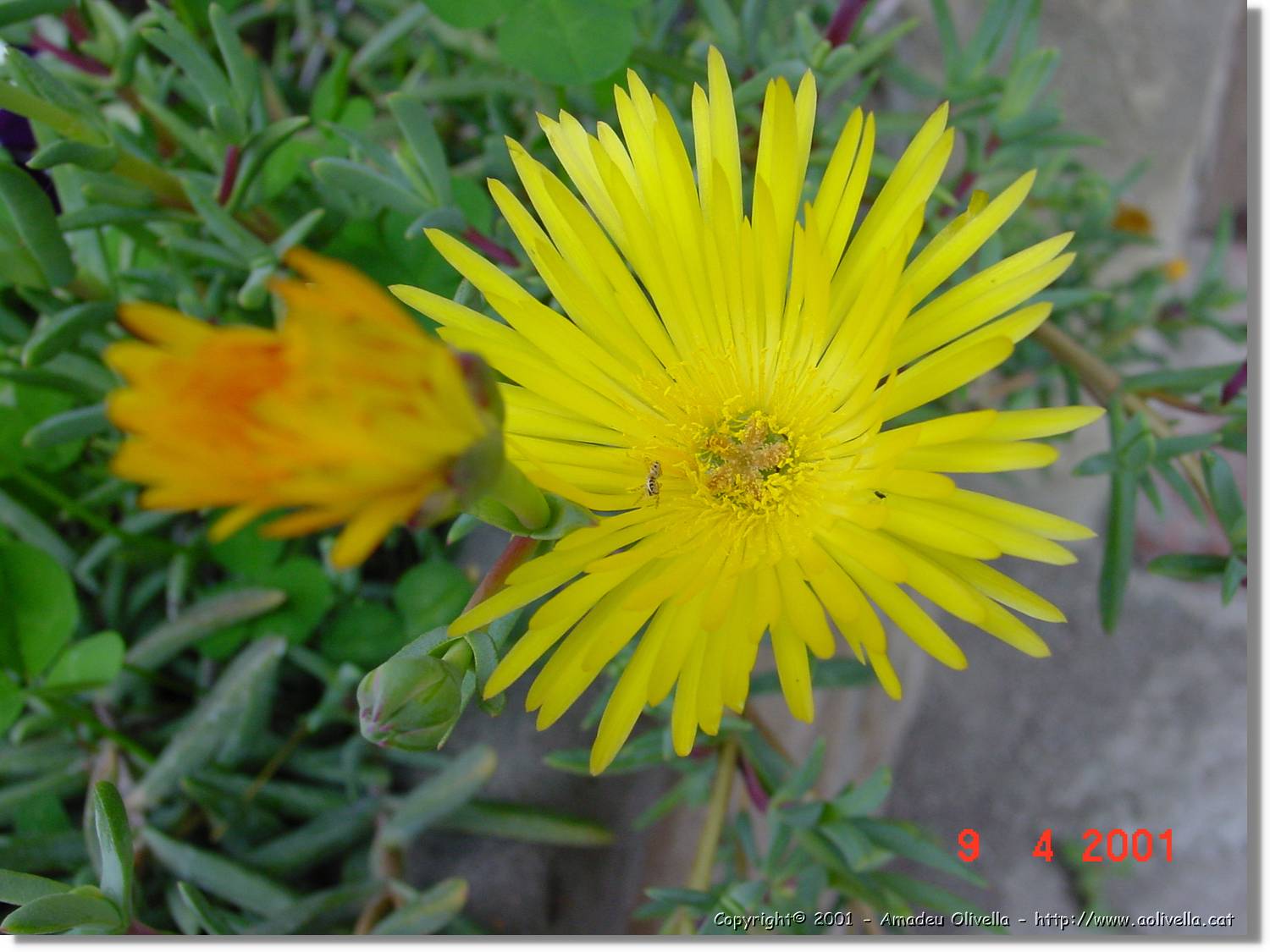 Flors_156.jpg