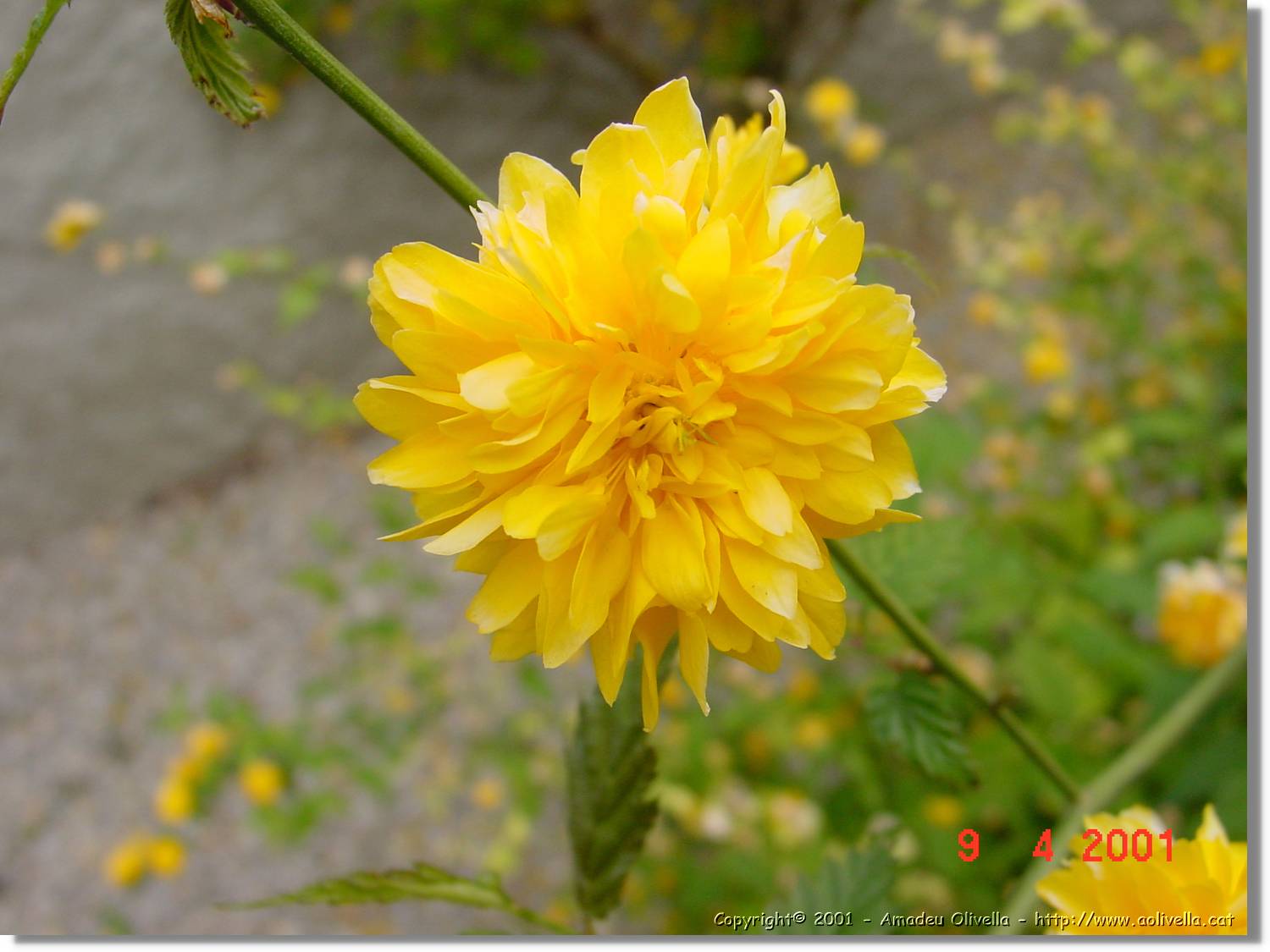 Flors_160.jpg