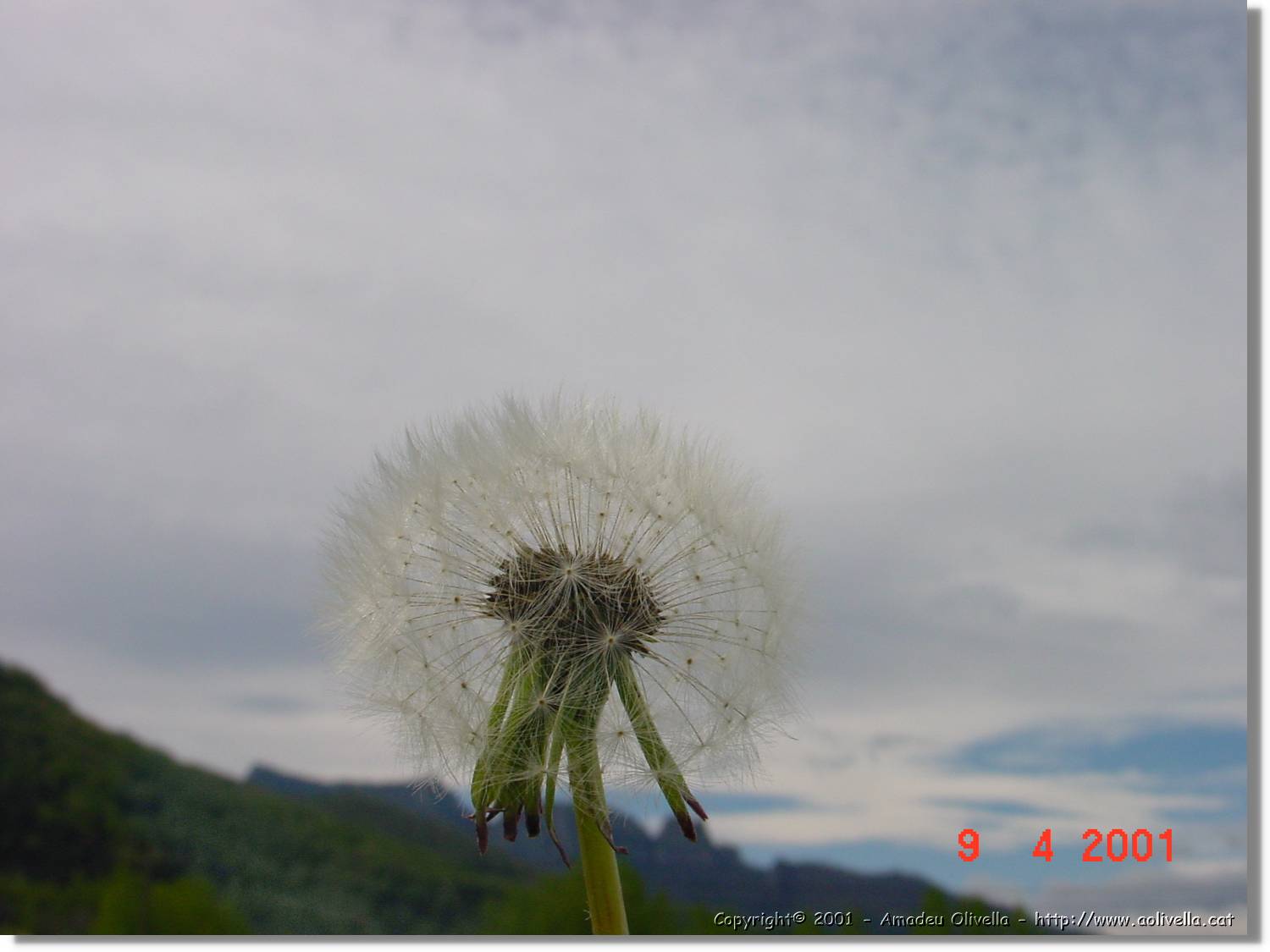 Flors_161.jpg