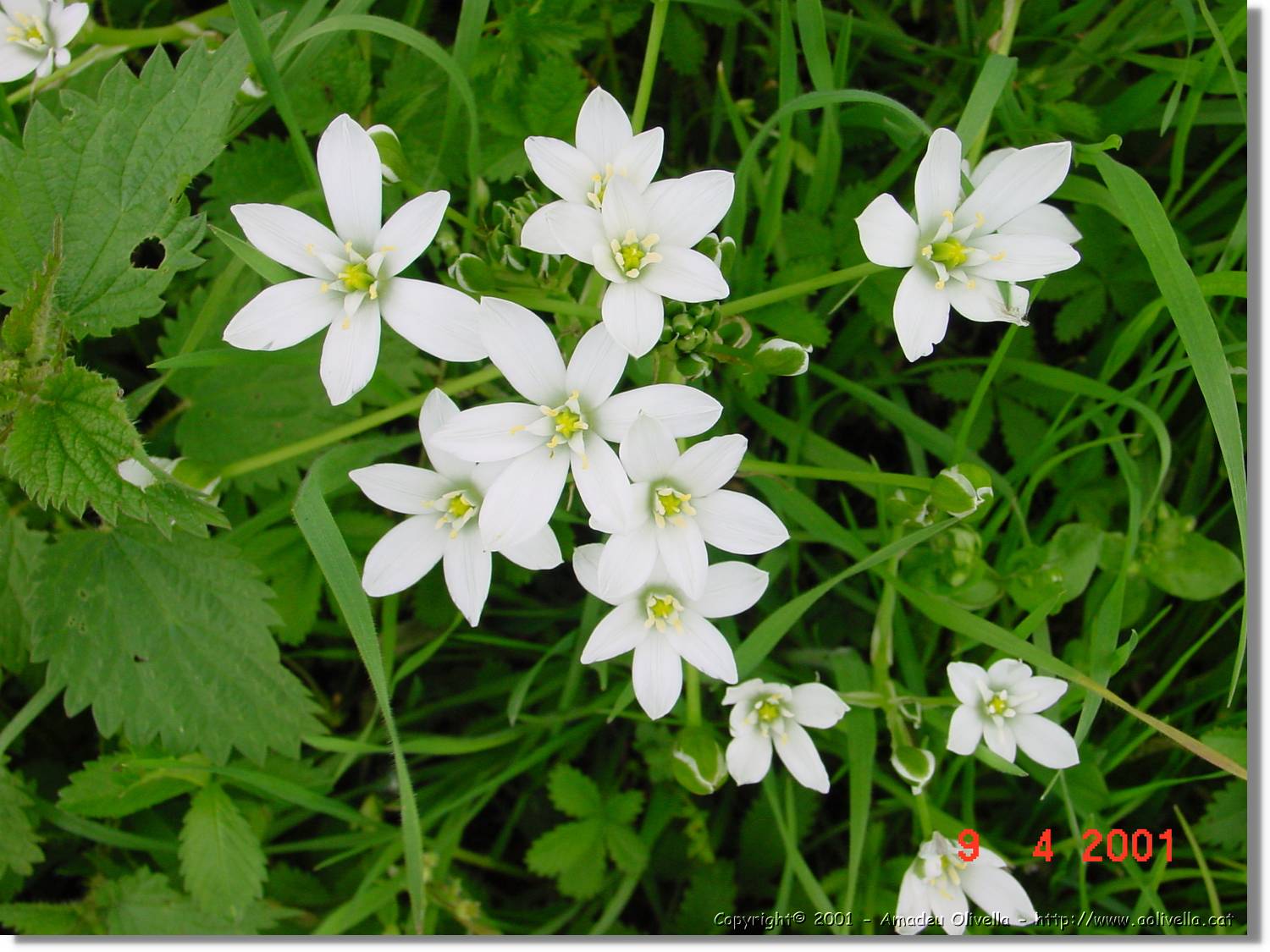 Flors_162.jpg