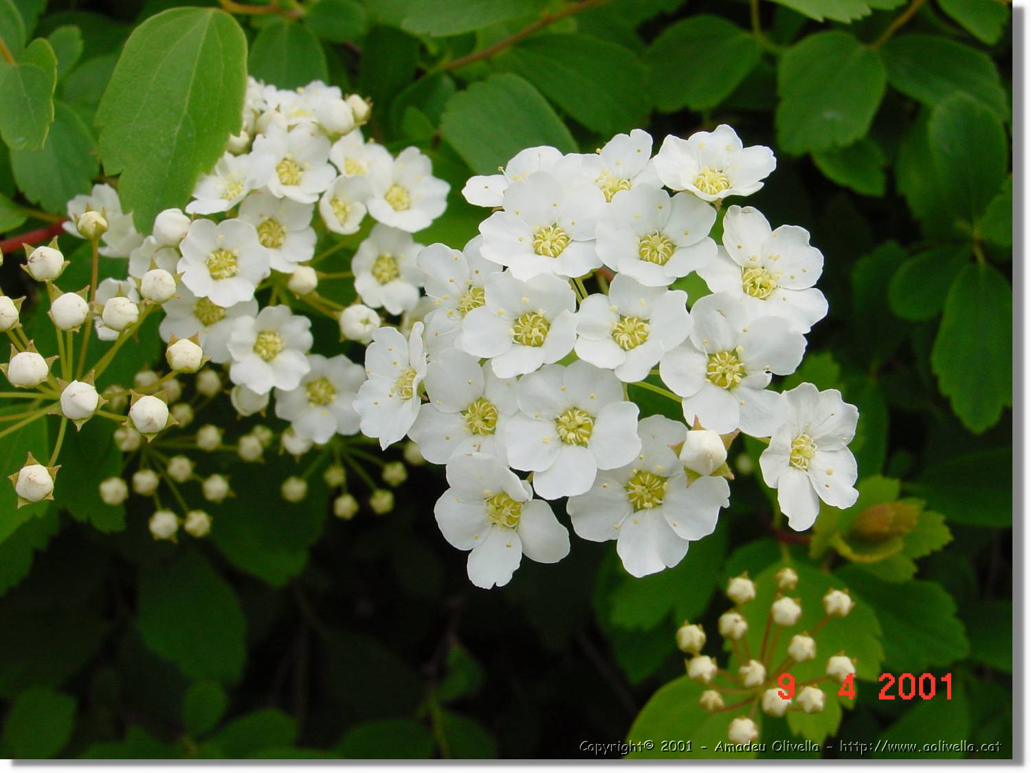 Flors_164.jpg