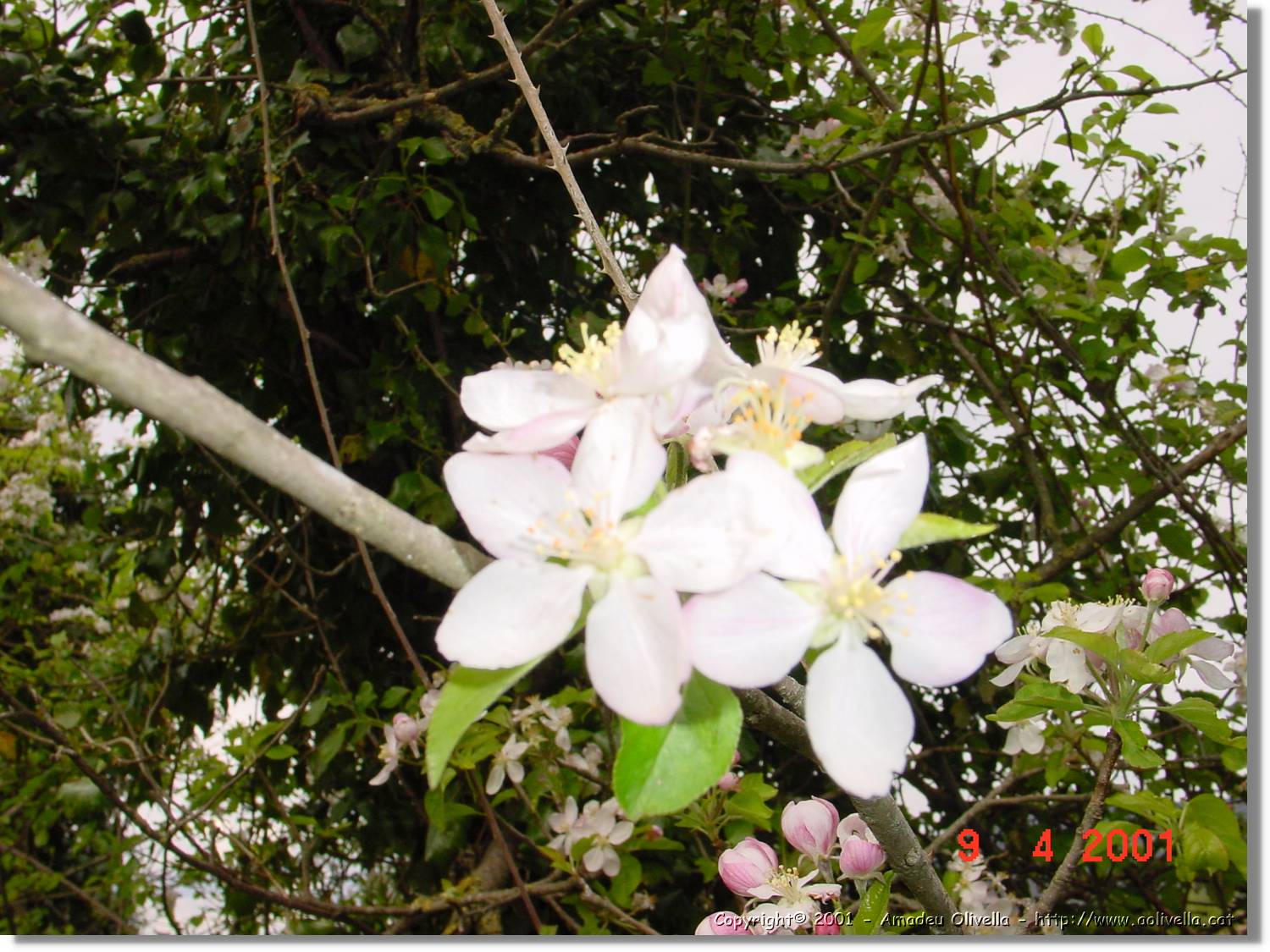 Flors_165.jpg
