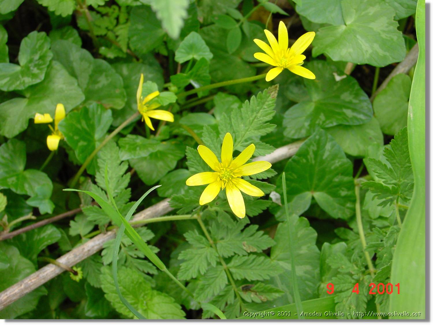 Flors_166.jpg