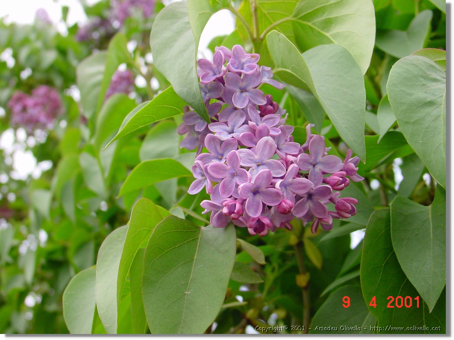Flors_167.jpg
