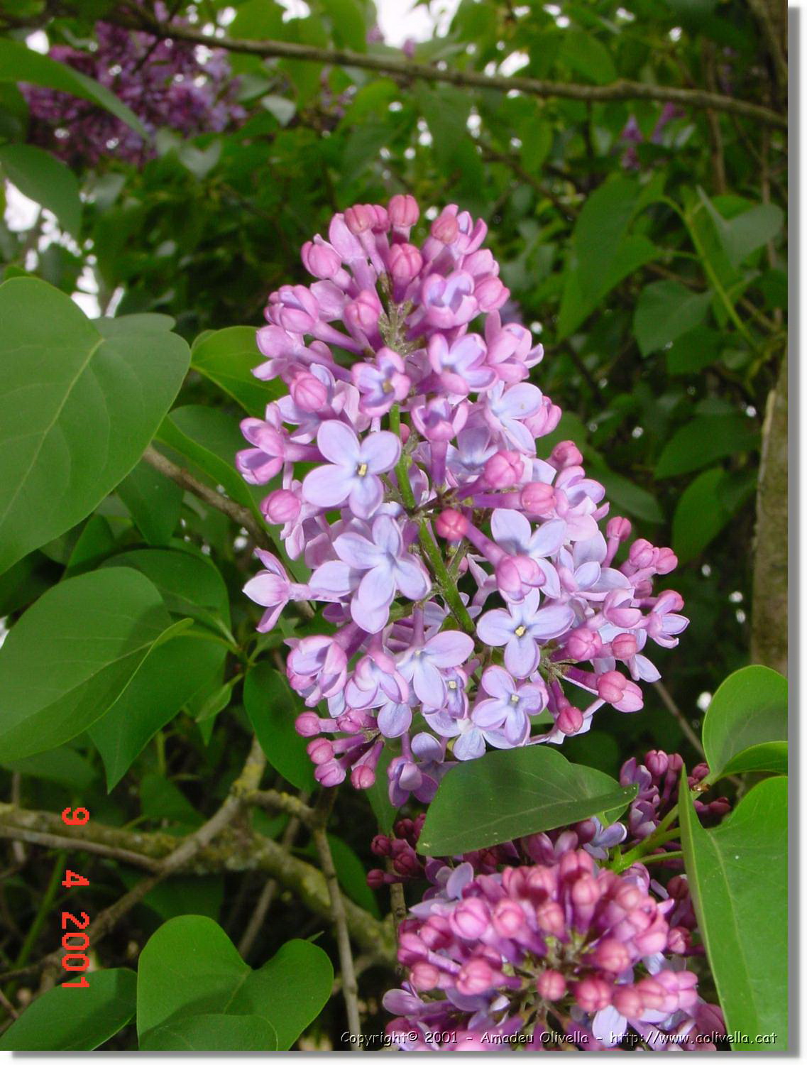 Flors_168.jpg