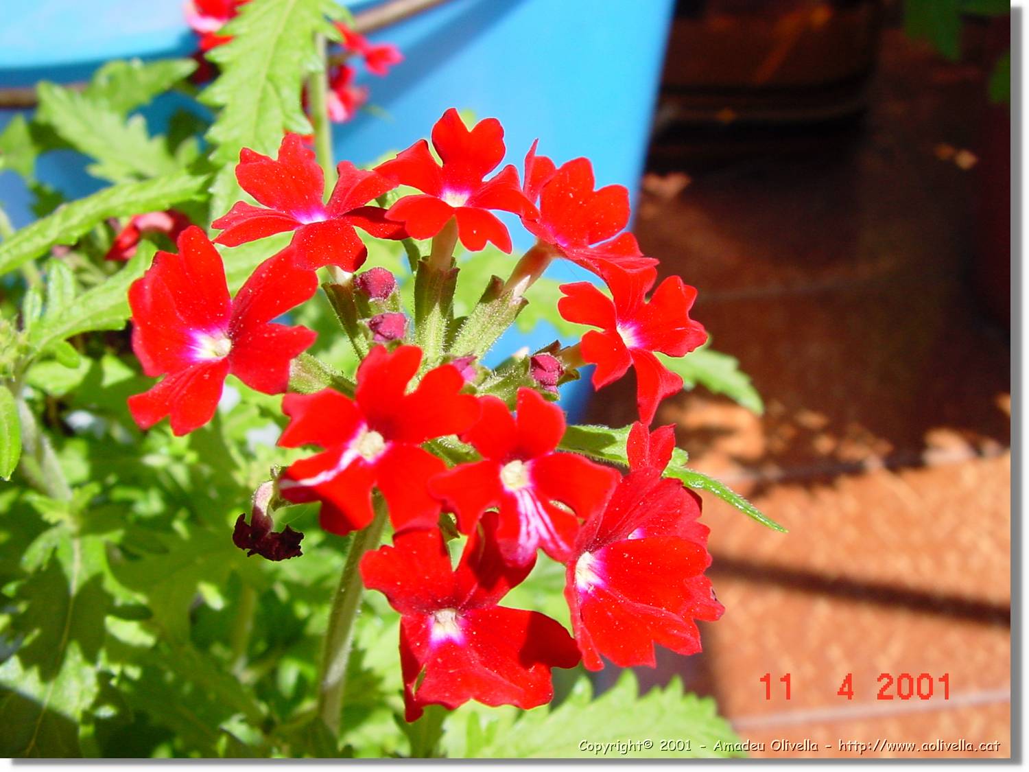 Flors_169.jpg