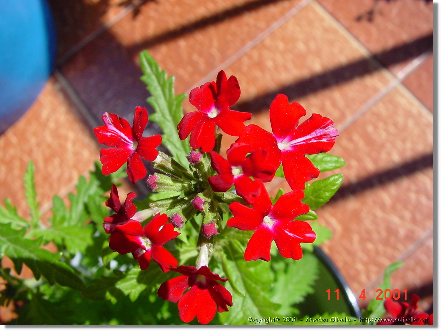 Flors_171.jpg