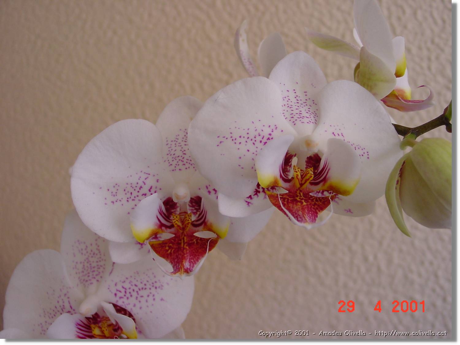 Flors_174.jpg