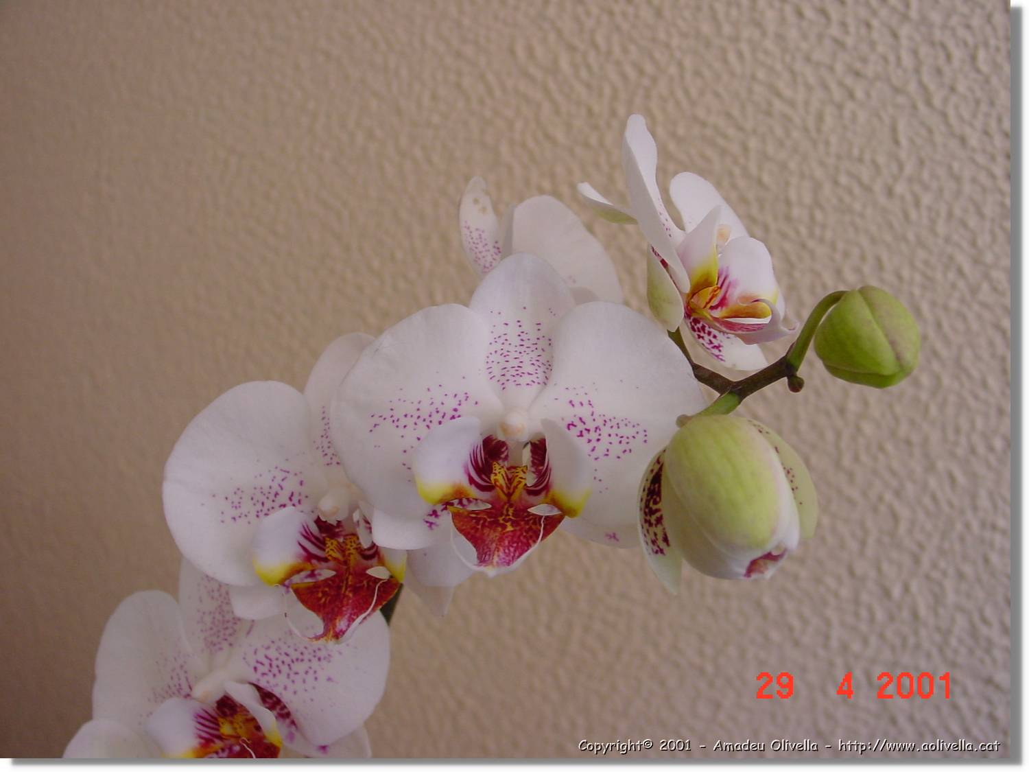 Flors_176.jpg