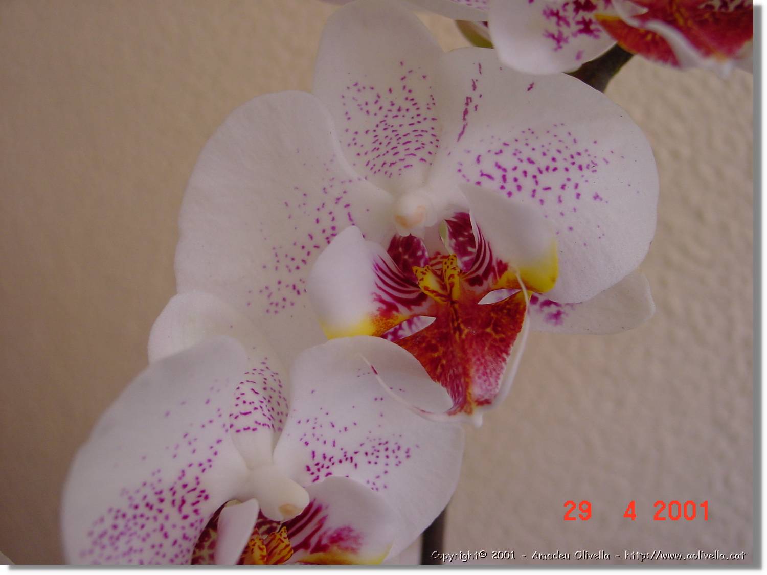 Flors_177.jpg