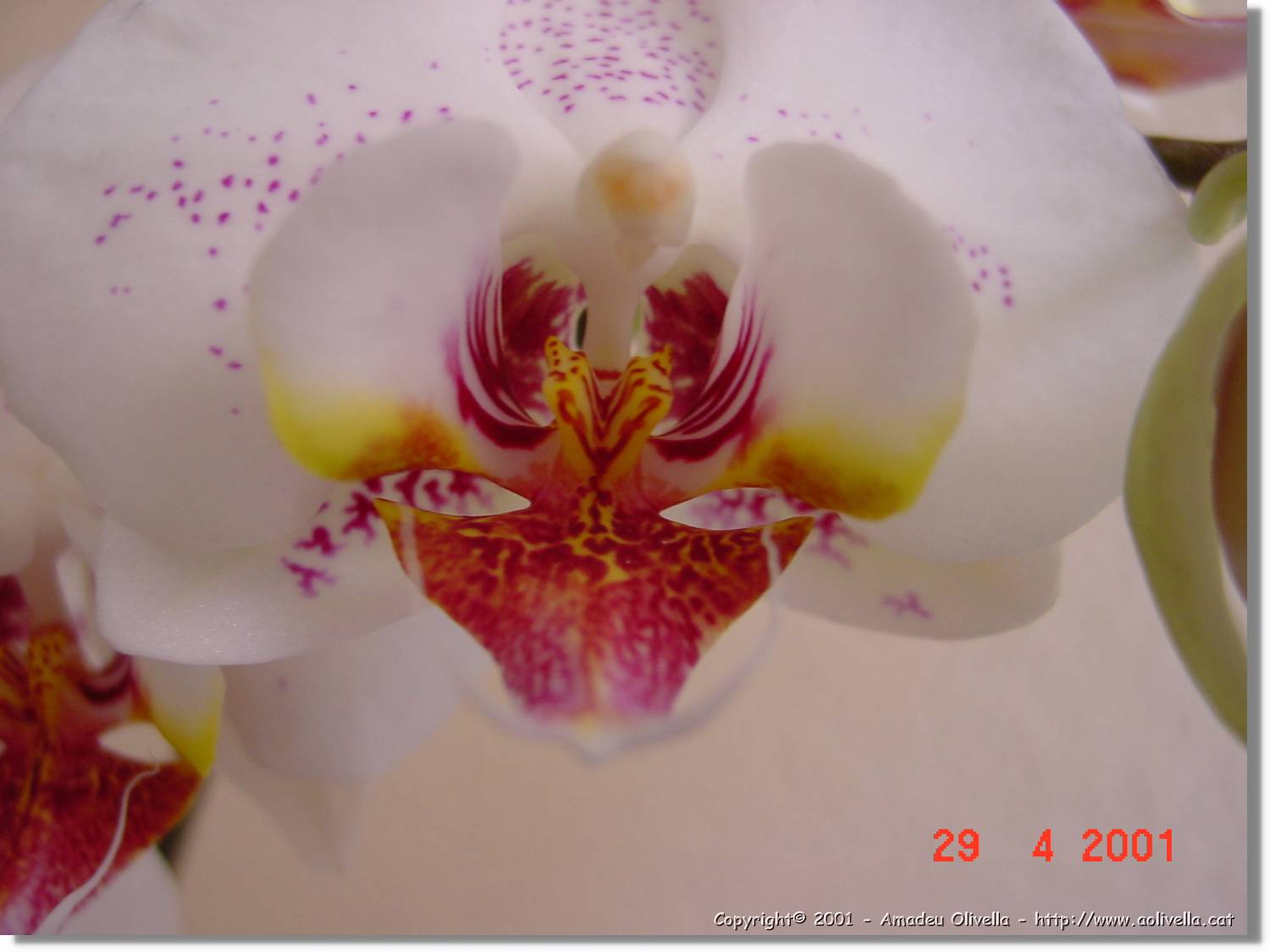 Flors_178.jpg