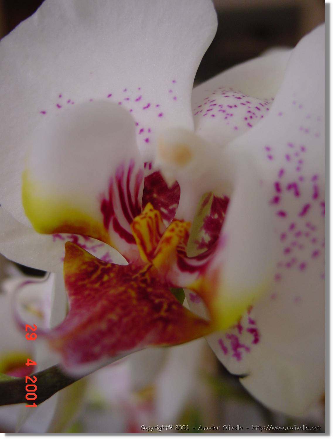 Flors_180.jpg