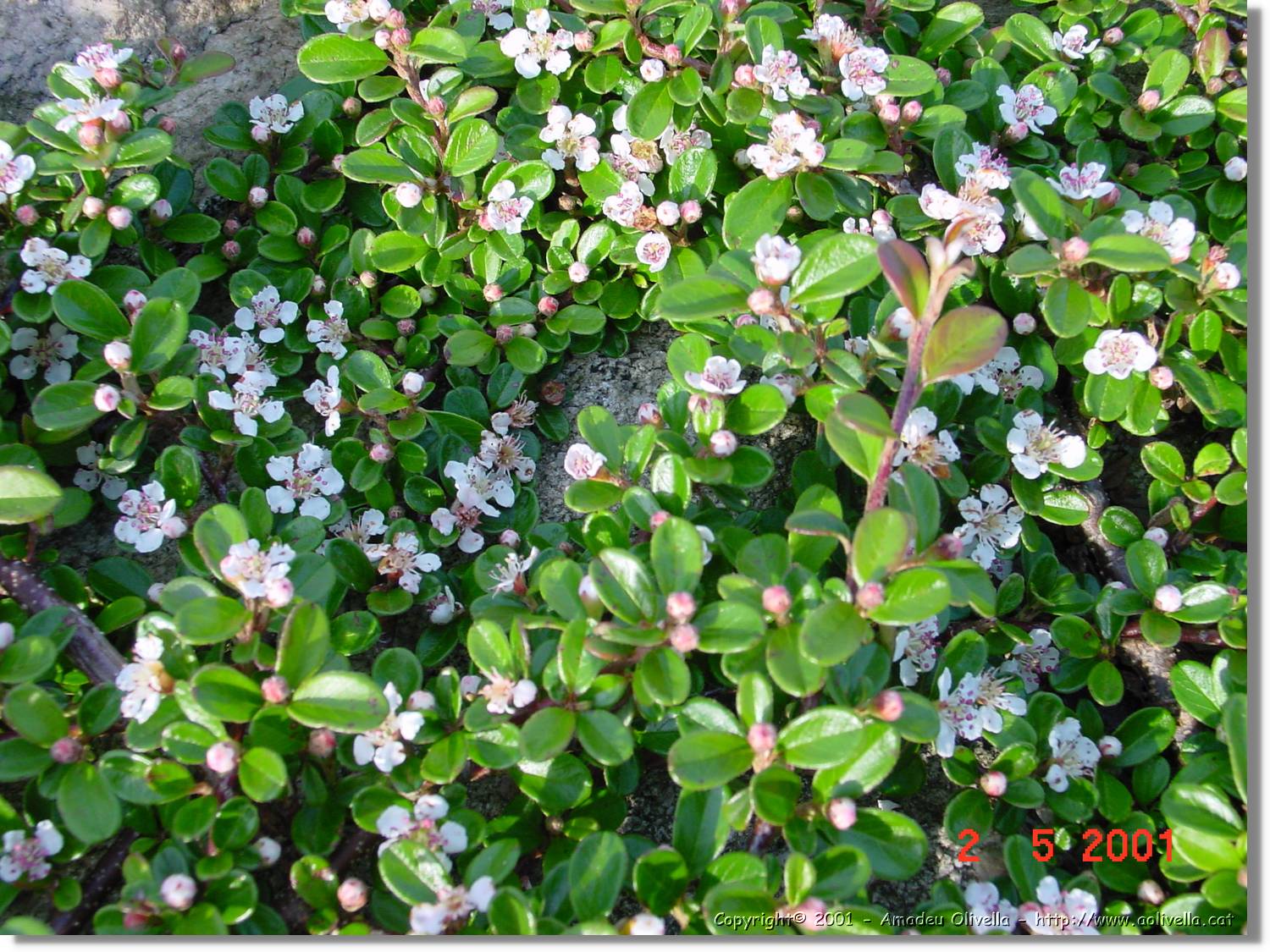 Flors_182.jpg
