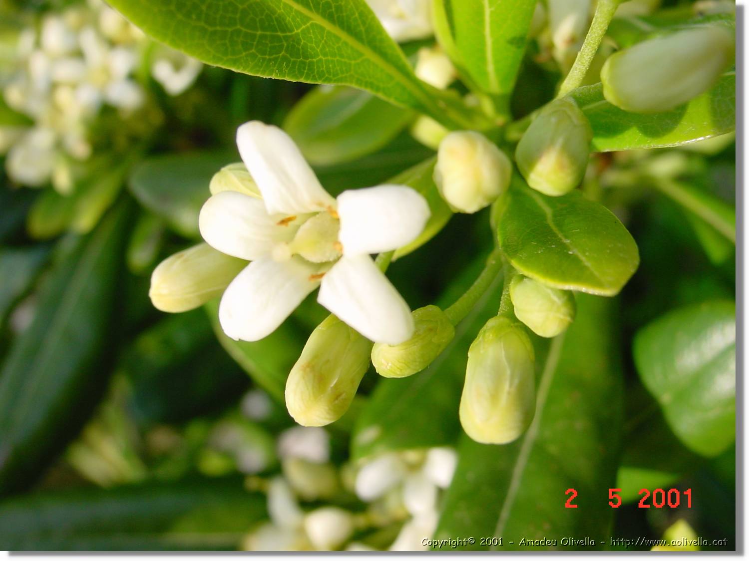 Flors_184.jpg