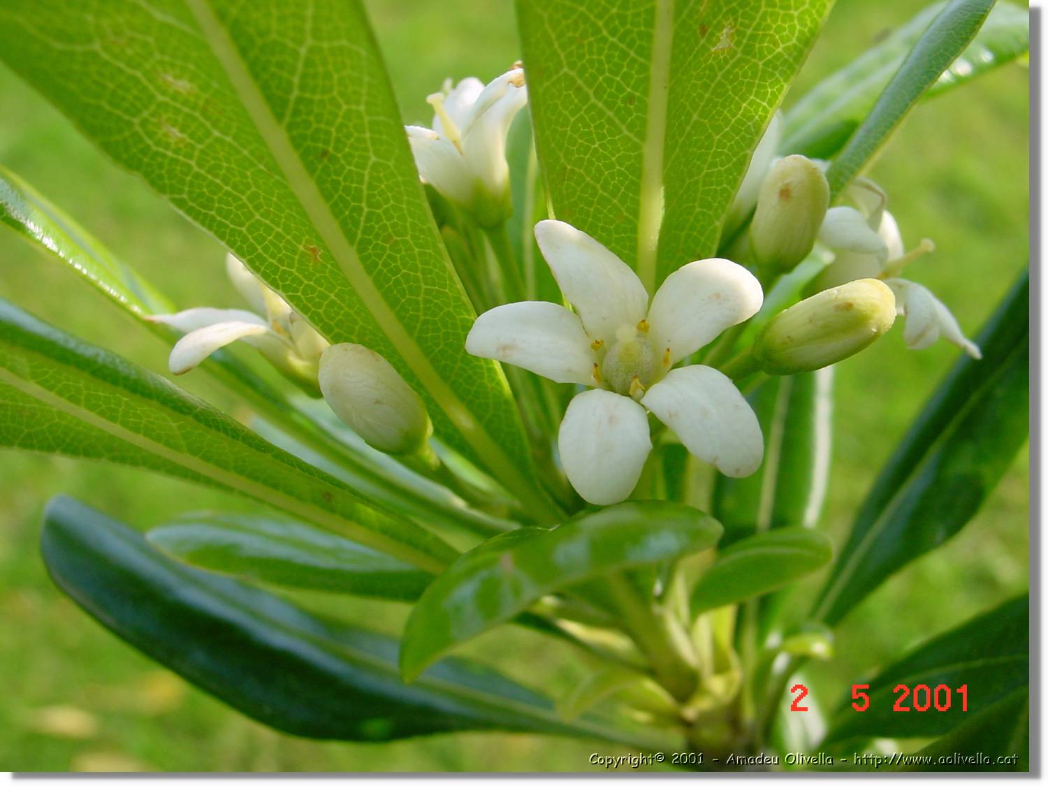 Flors_185.jpg