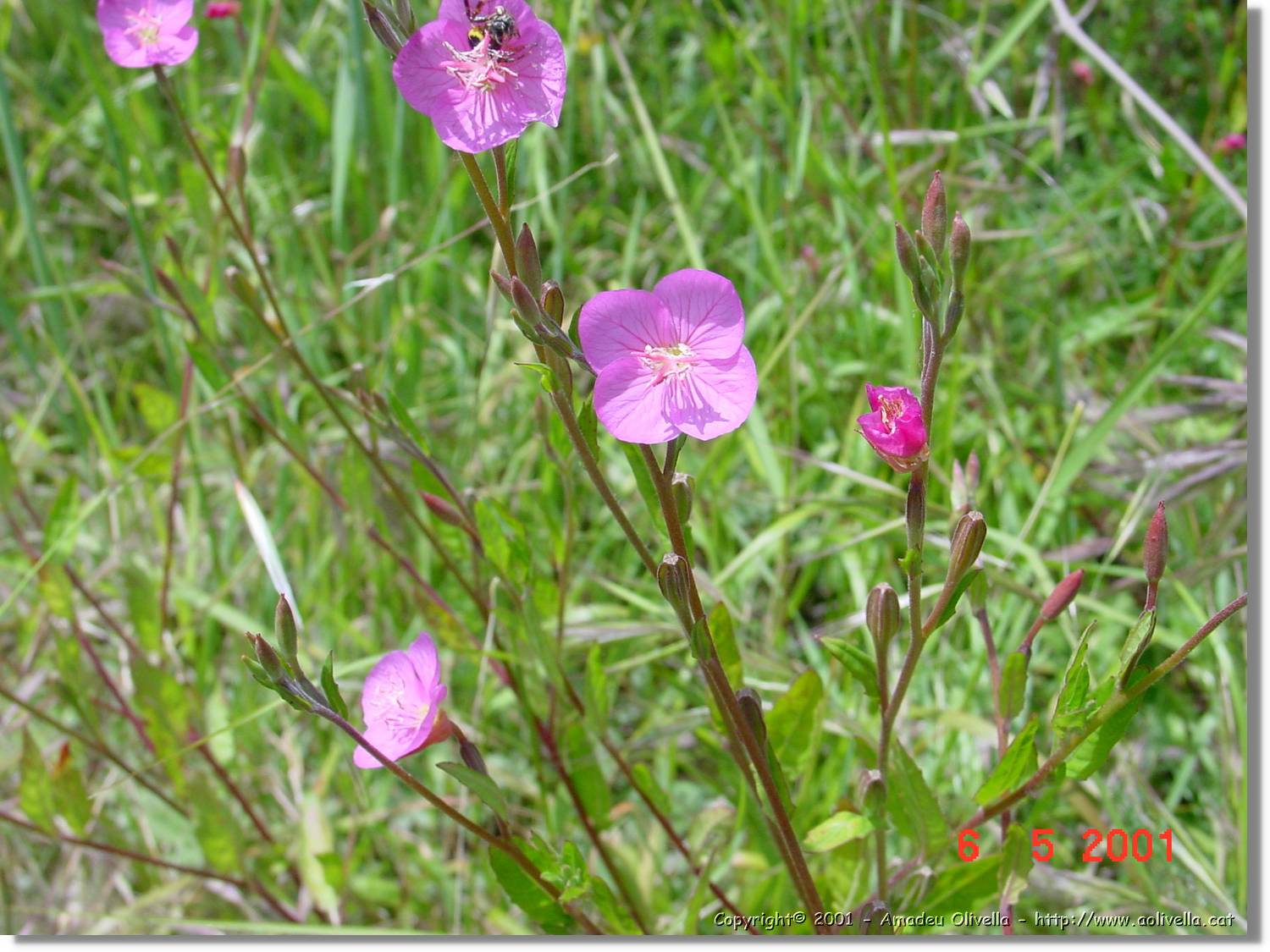Flors_186.jpg