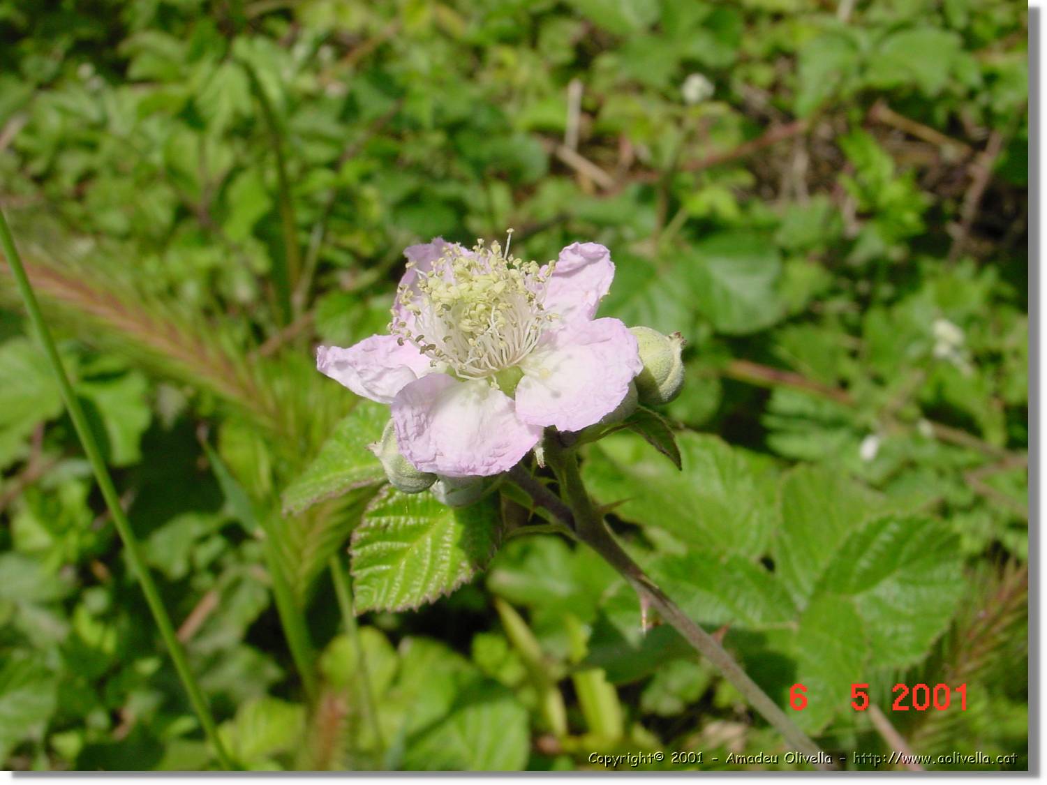 Flors_188.jpg