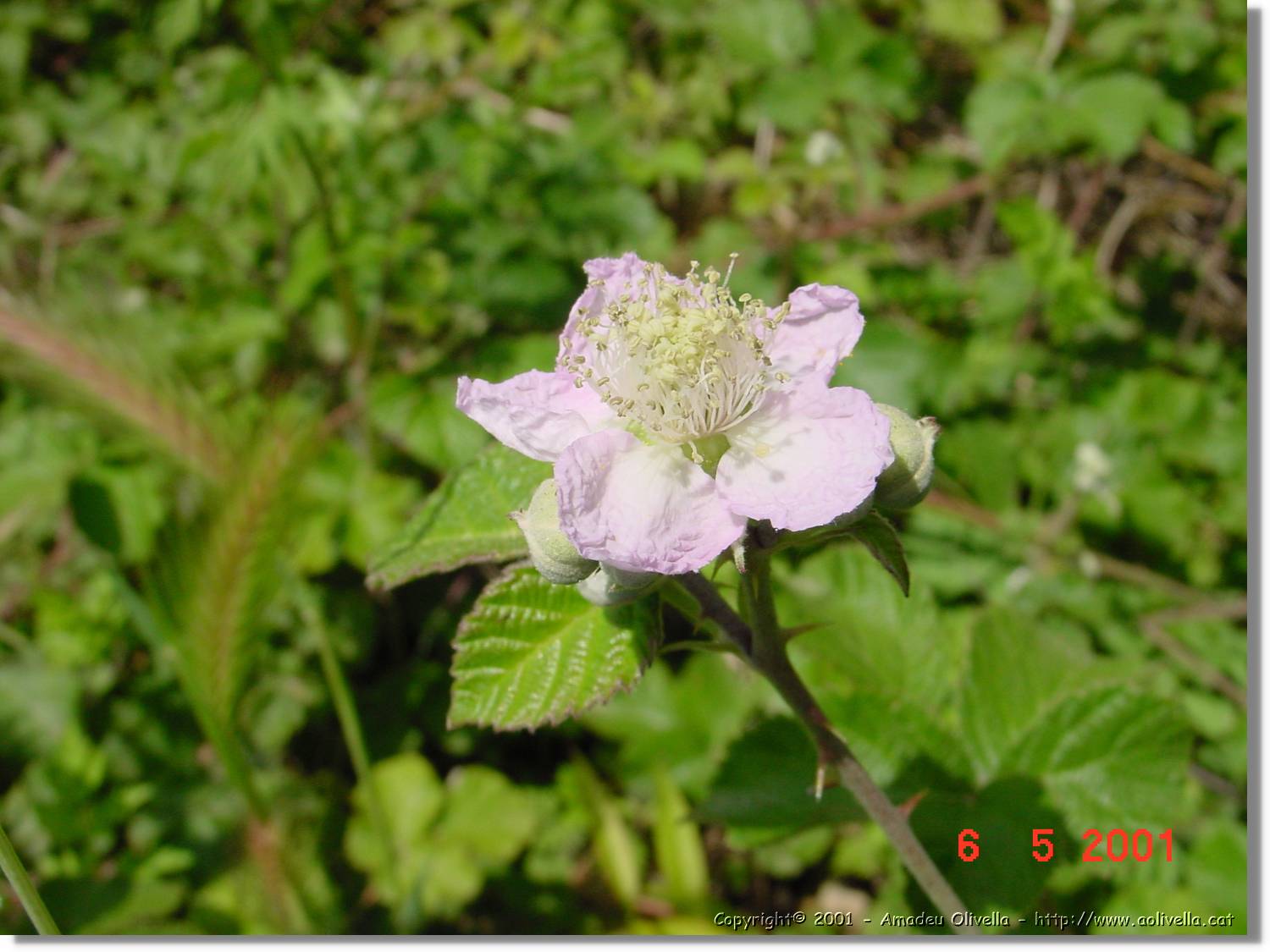 Flors_189.jpg
