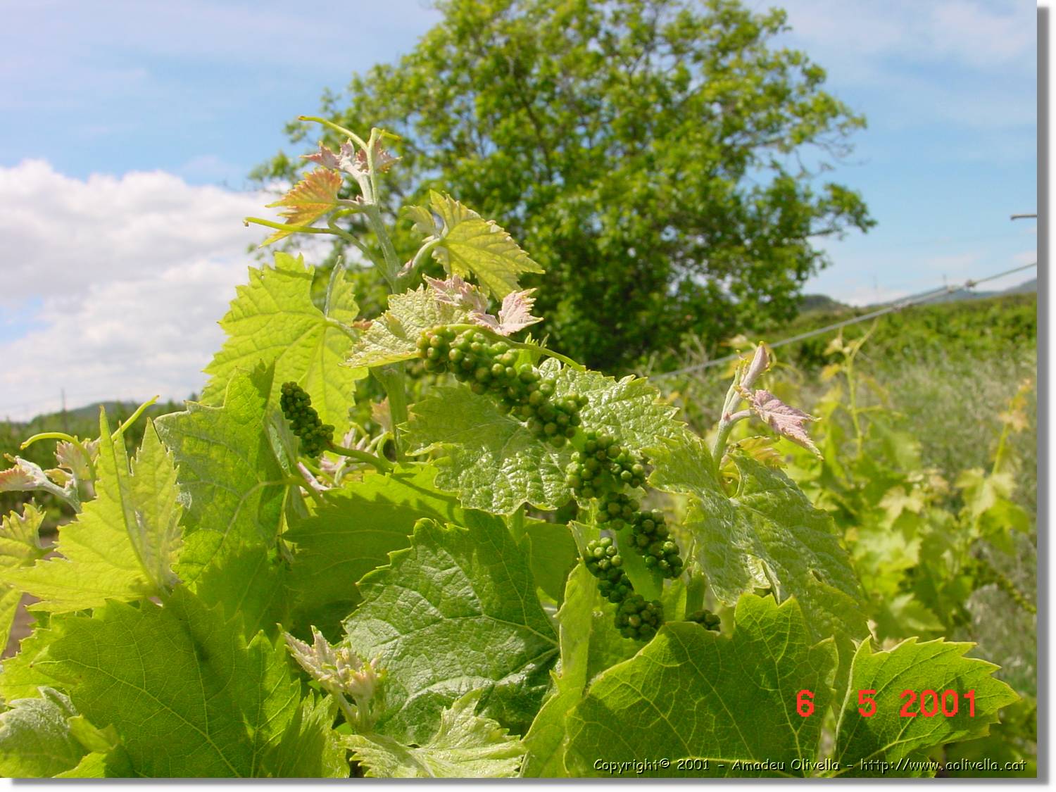 Flors_195.jpg