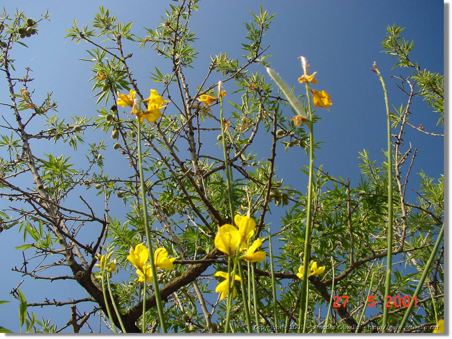 Flors_198.jpg