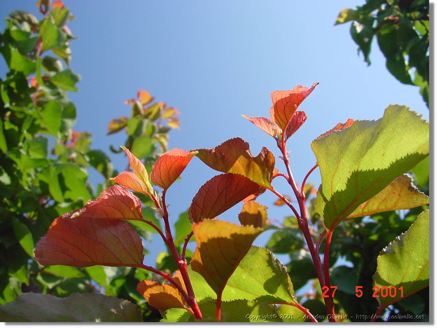 Flors_205.jpg