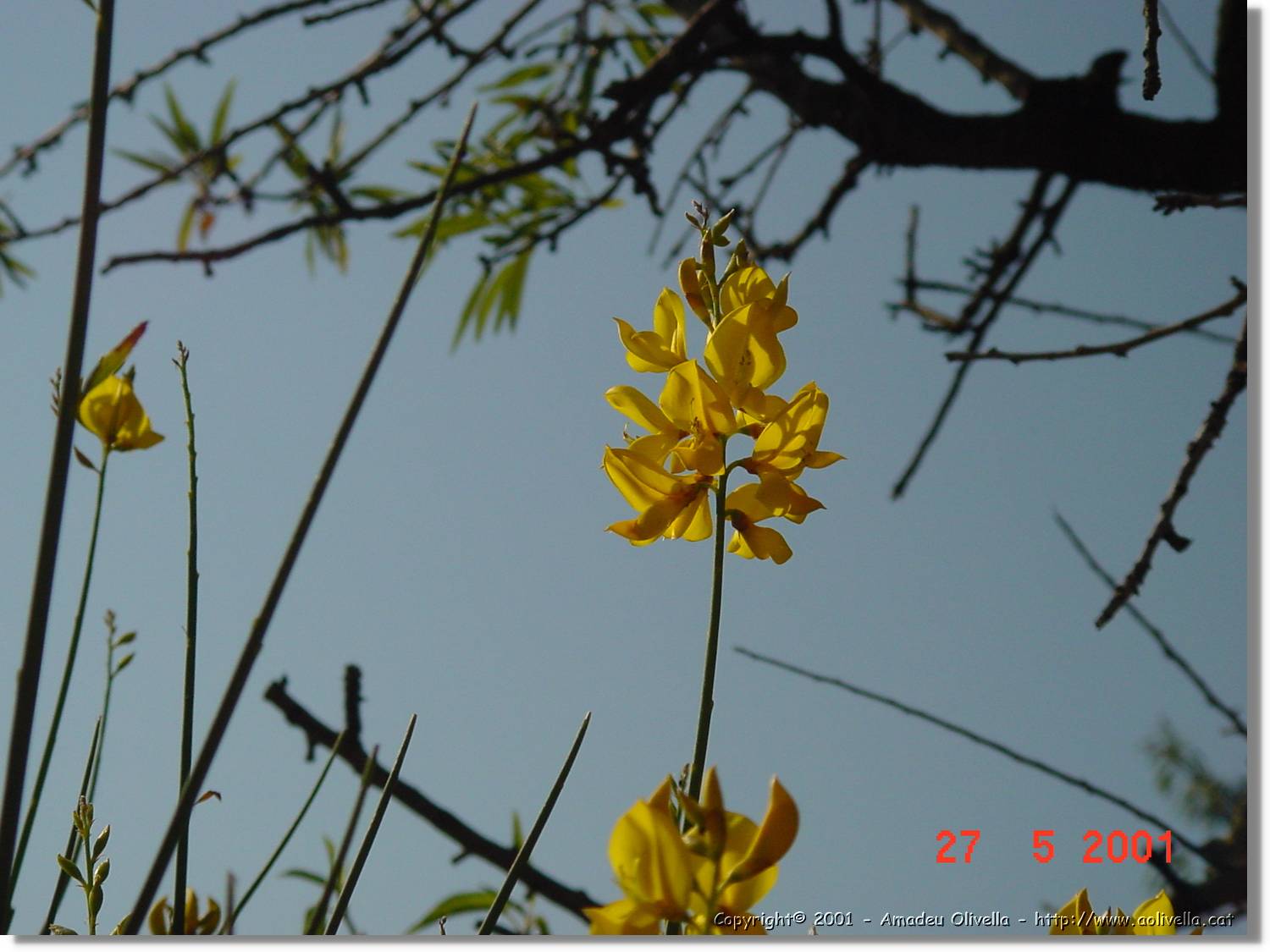 Flors_207.jpg