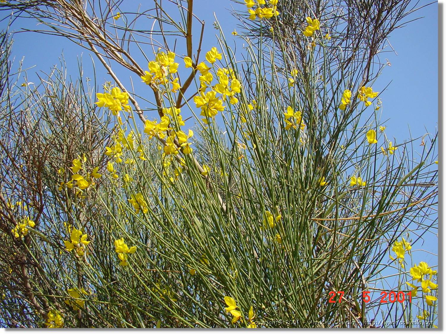 Flors_208.jpg