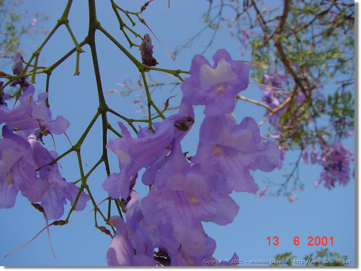 Flors_210.jpg