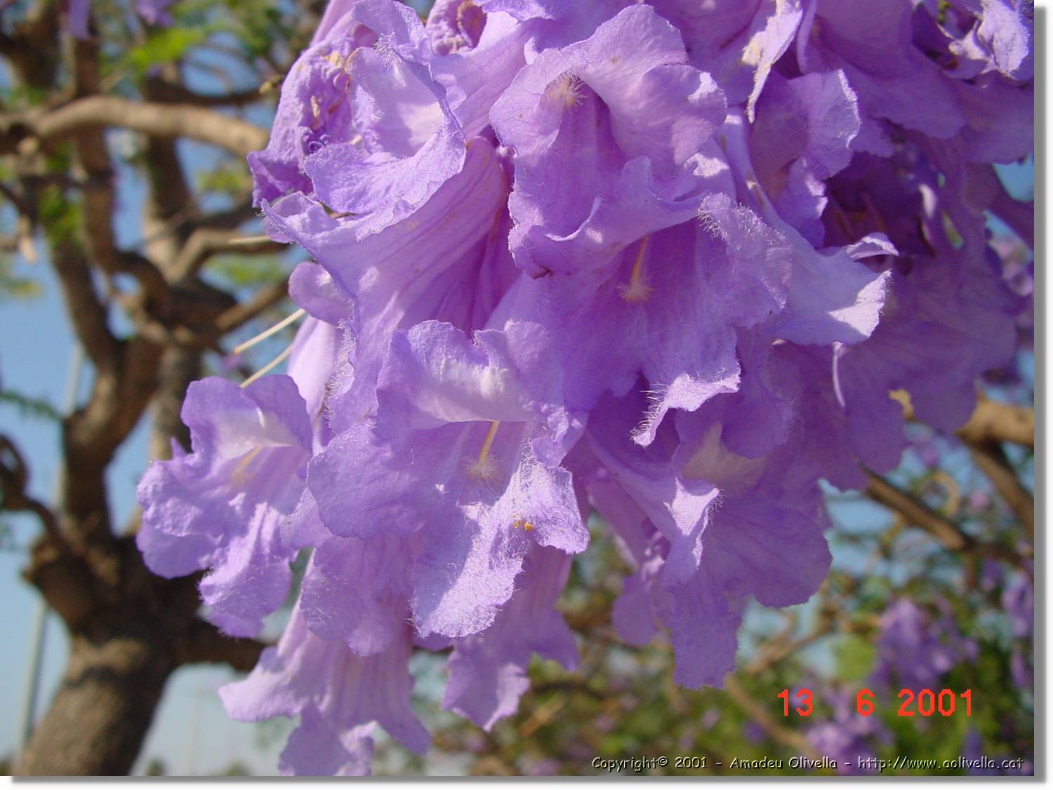 Flors_212.jpg