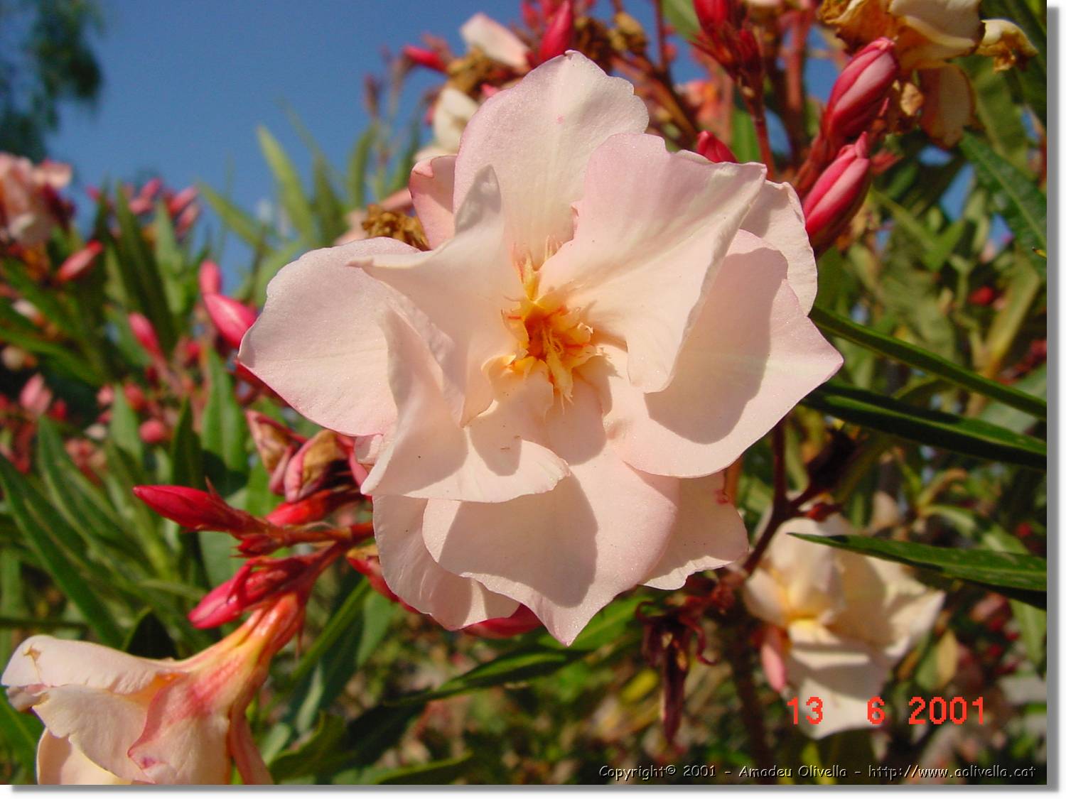 Flors_214.jpg