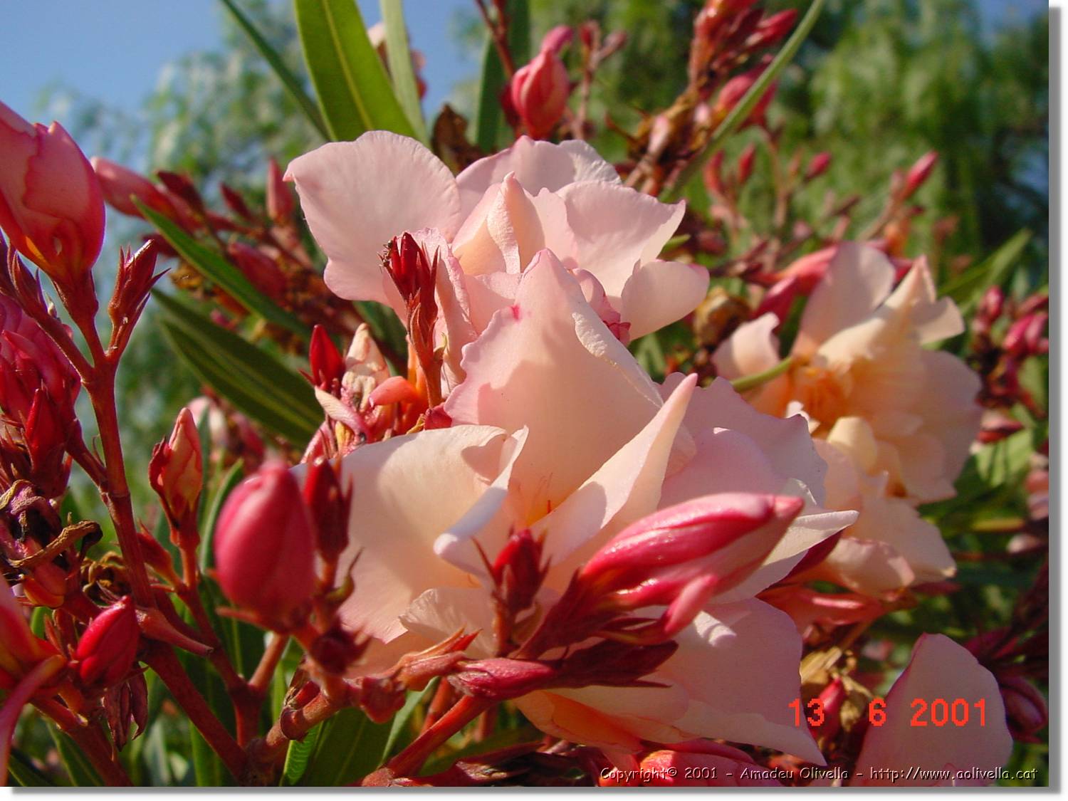 Flors_215.jpg