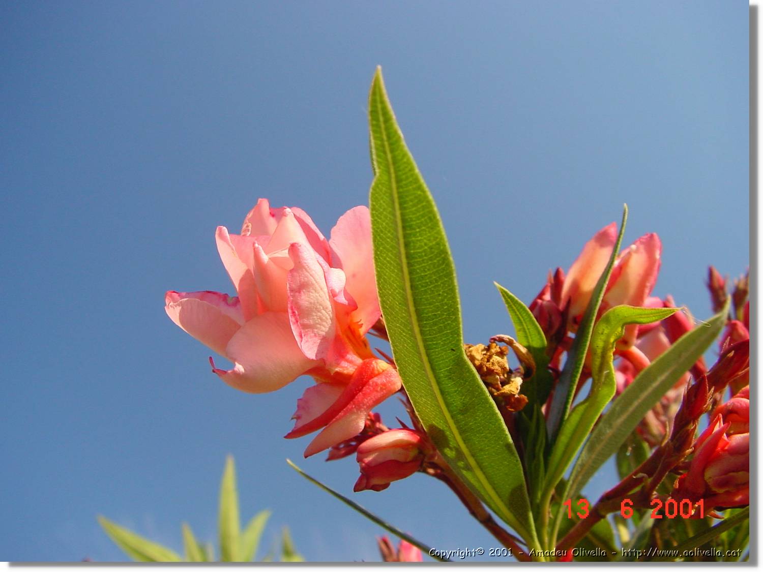 Flors_218.jpg