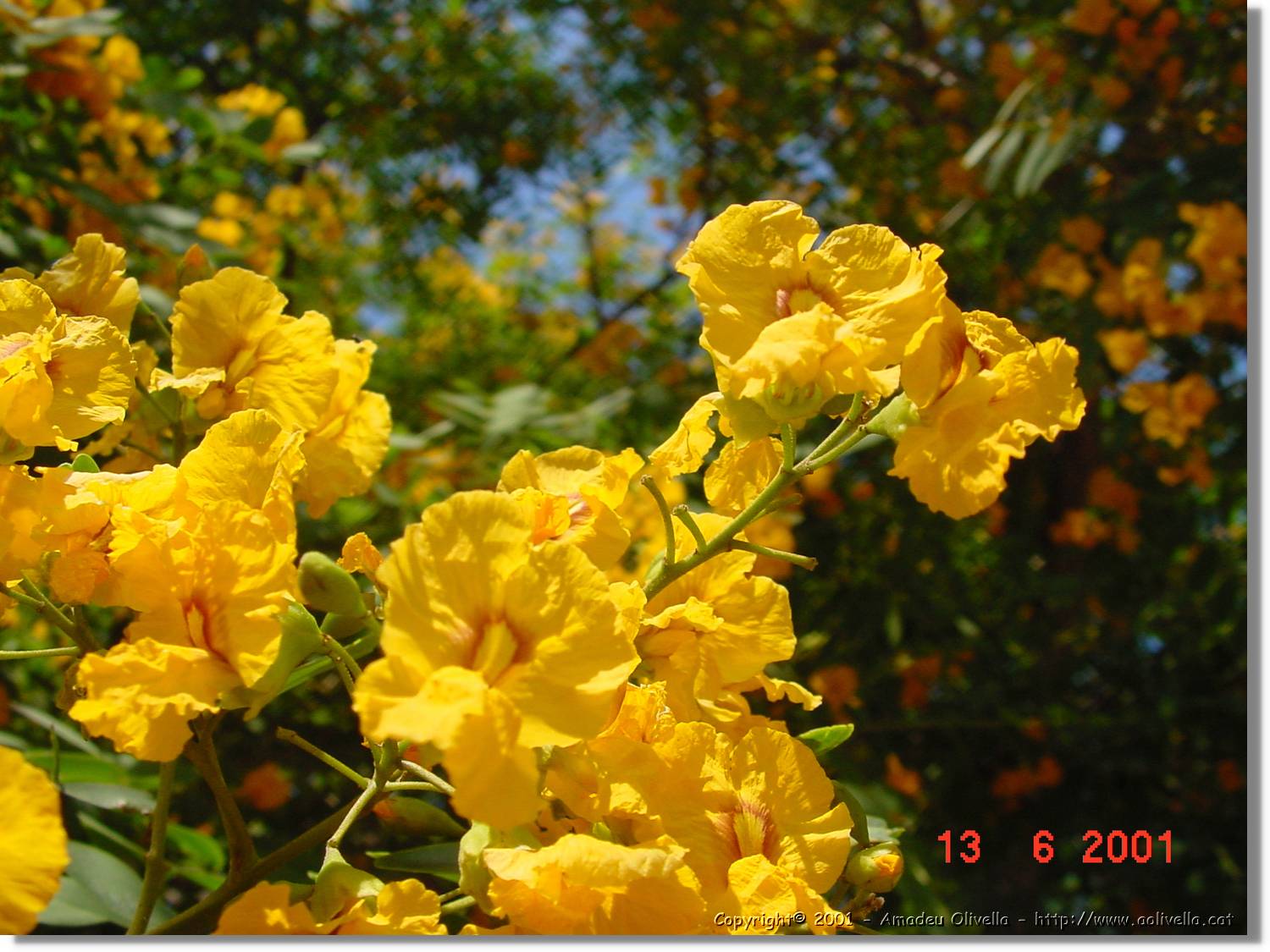 Flors_222.jpg
