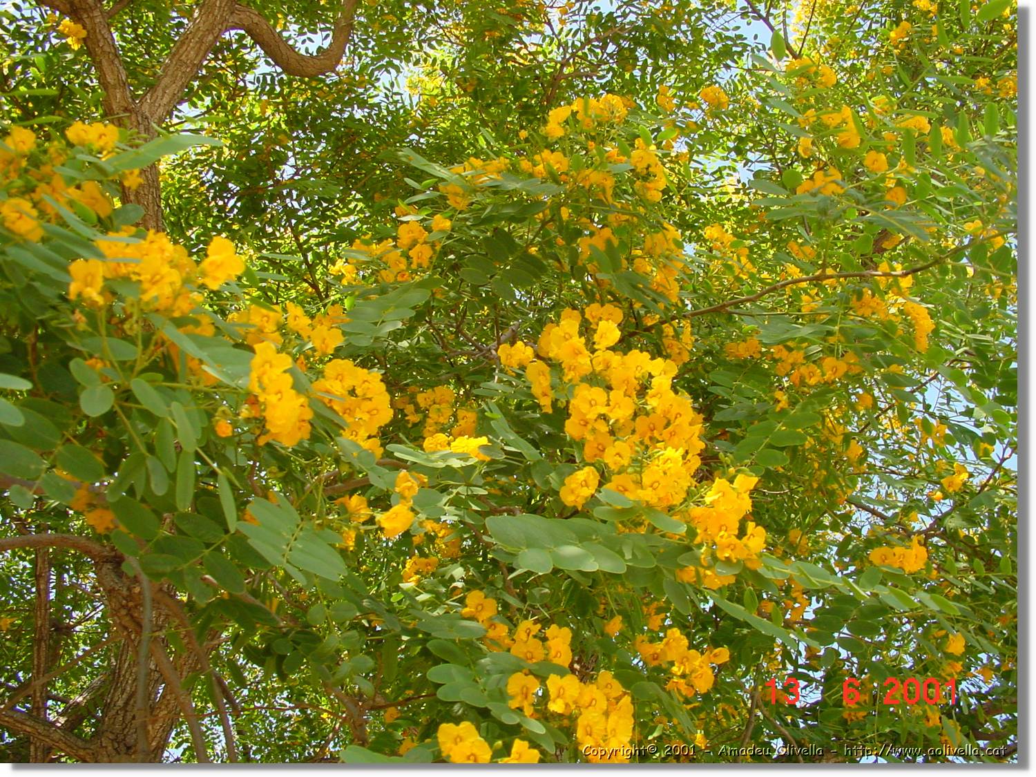 Flors_224.jpg