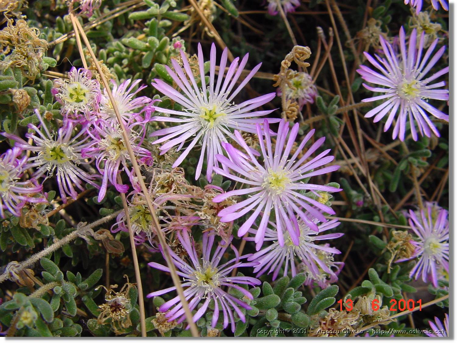 Flors_226.jpg