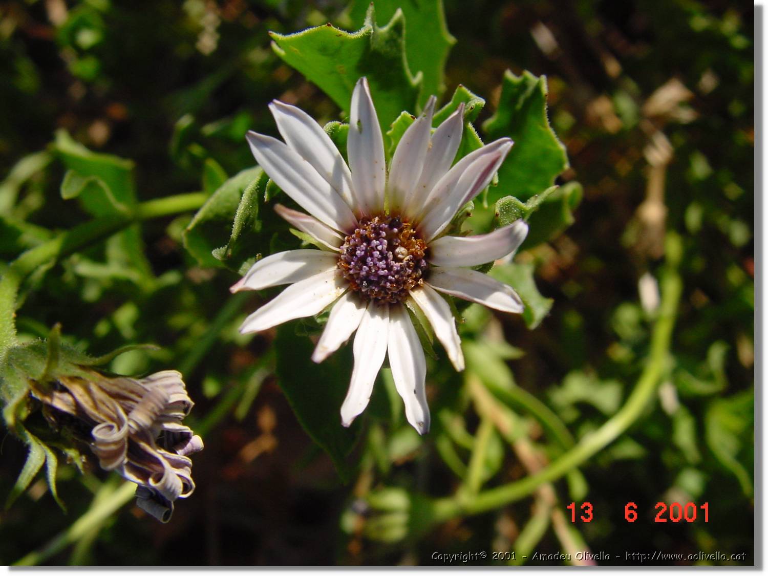 Flors_229.jpg