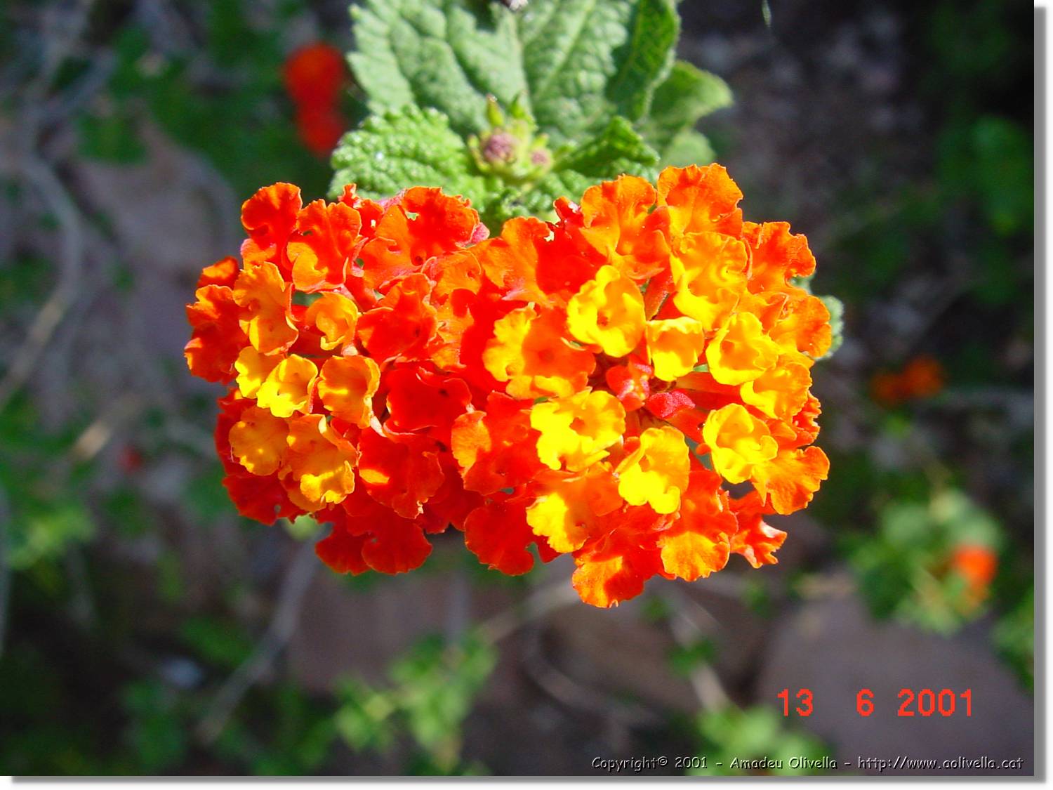 Flors_230.jpg