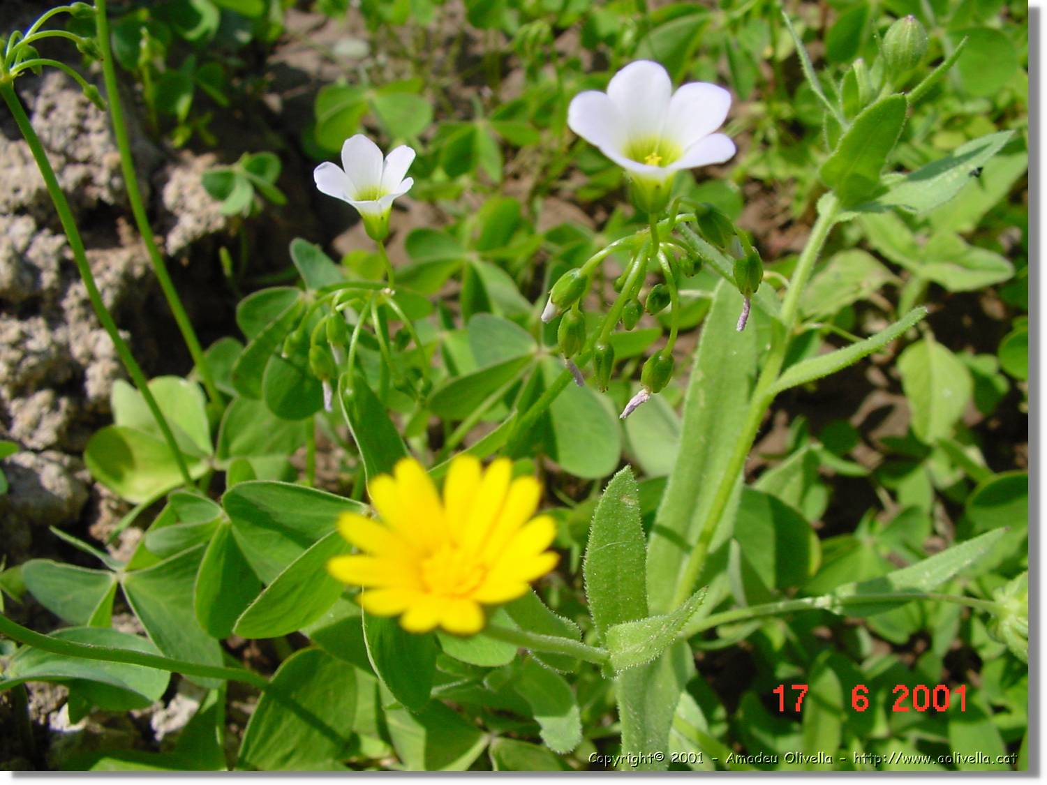 Flors_232.jpg