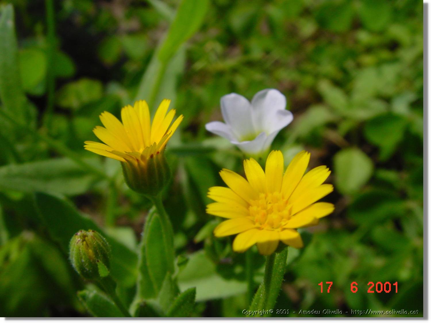 Flors_233.jpg