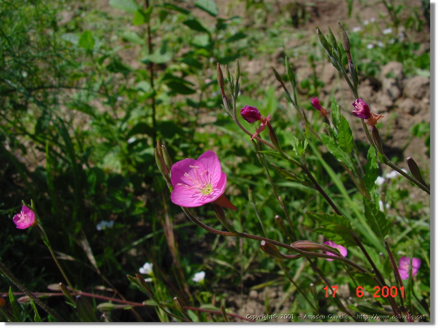 Flors_235.jpg