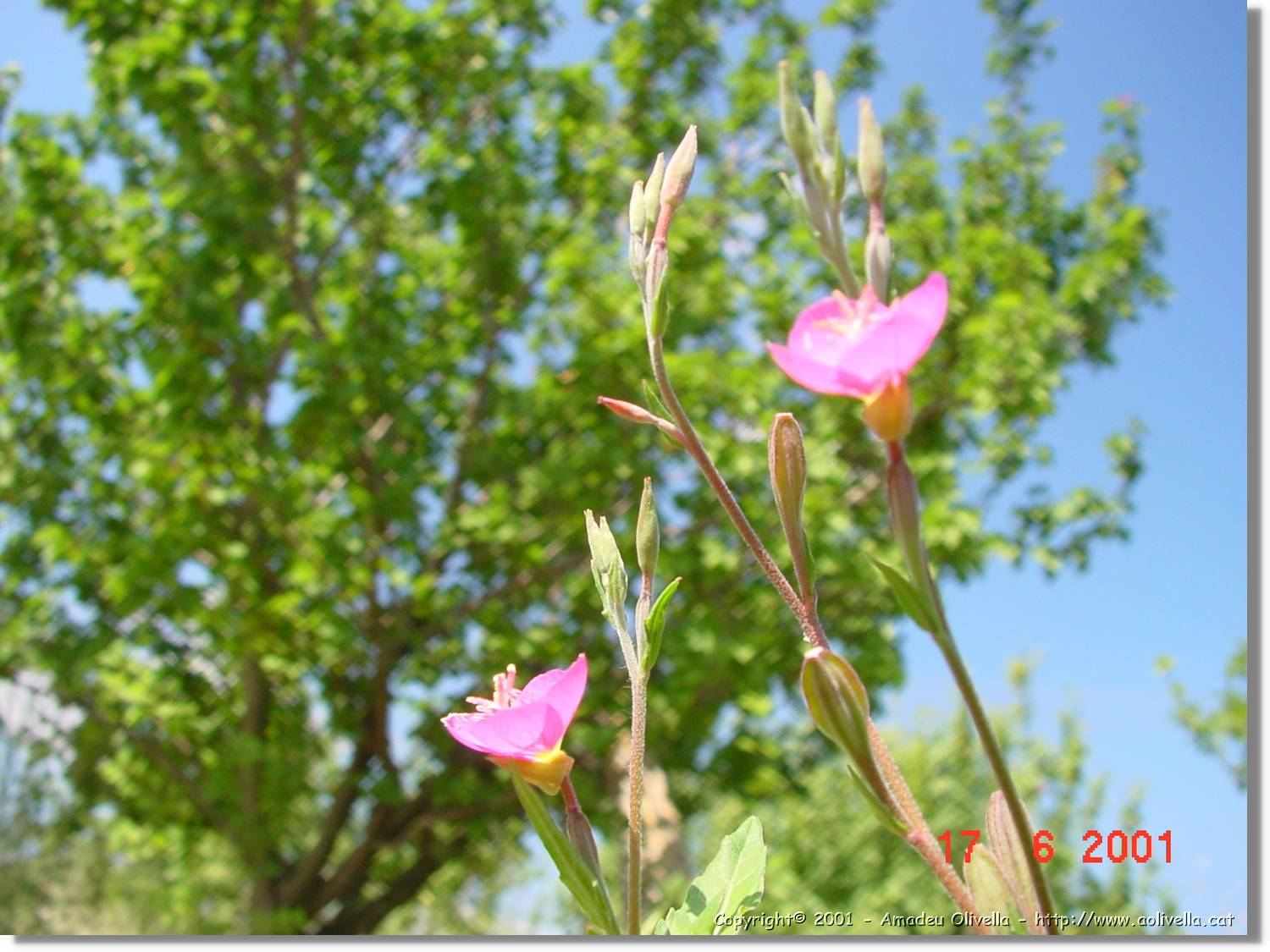 Flors_236.jpg