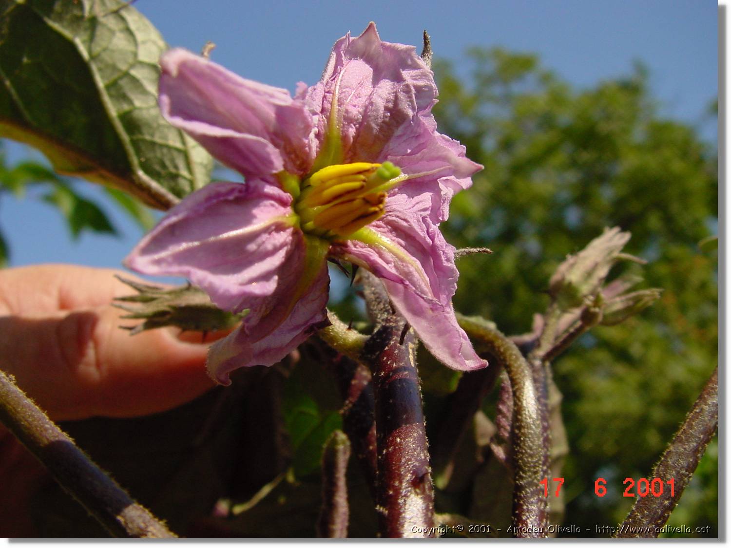 Flors_237.jpg