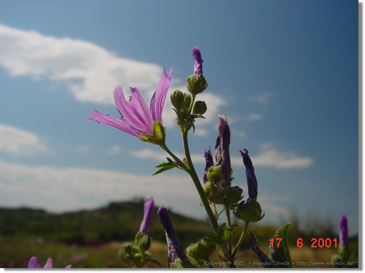 Flors_244.jpg