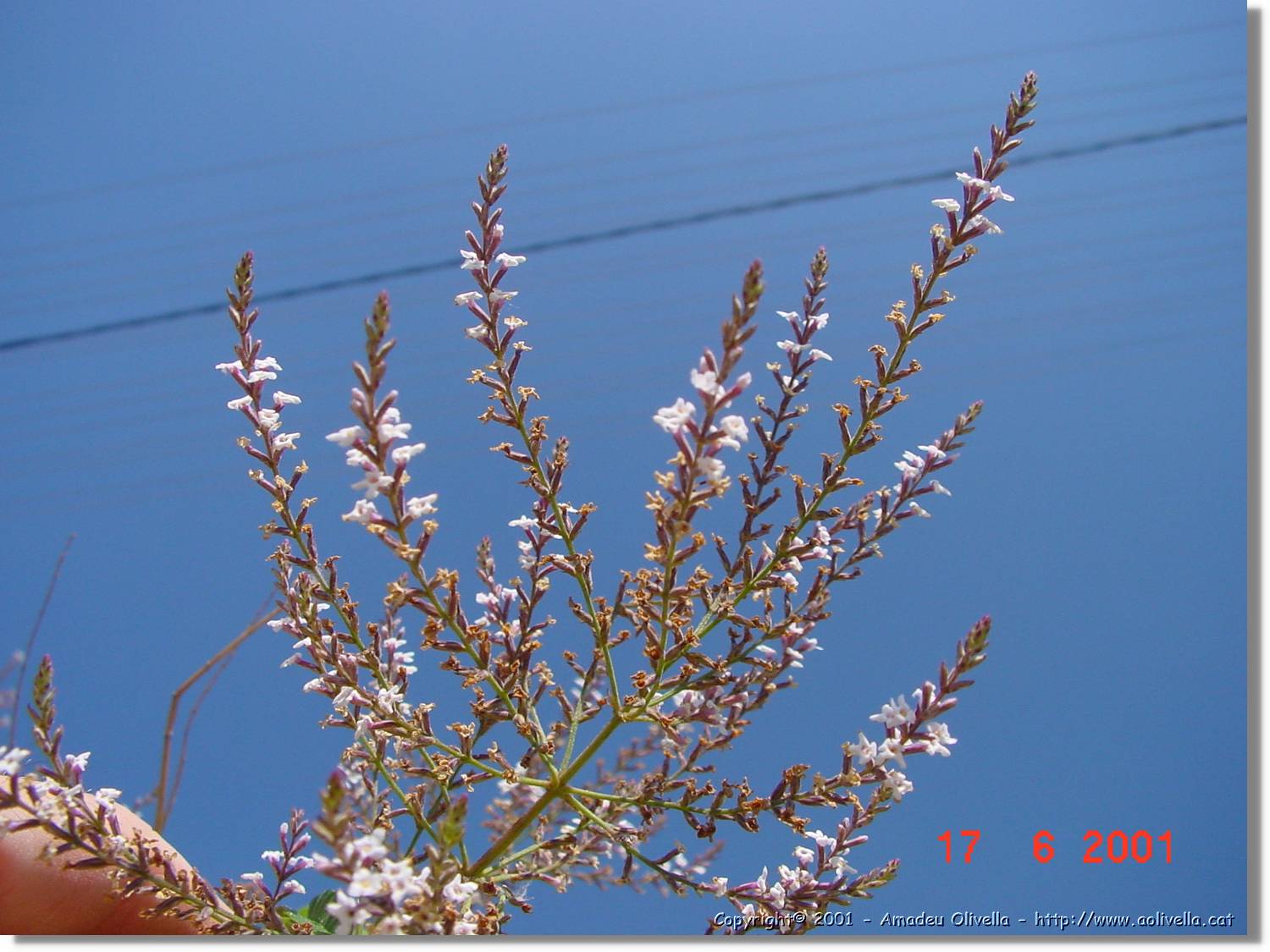 Flors_248.jpg
